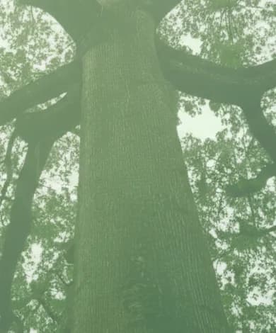 The trunk of a silk cotton tree, seen from below as it rises into the canopy